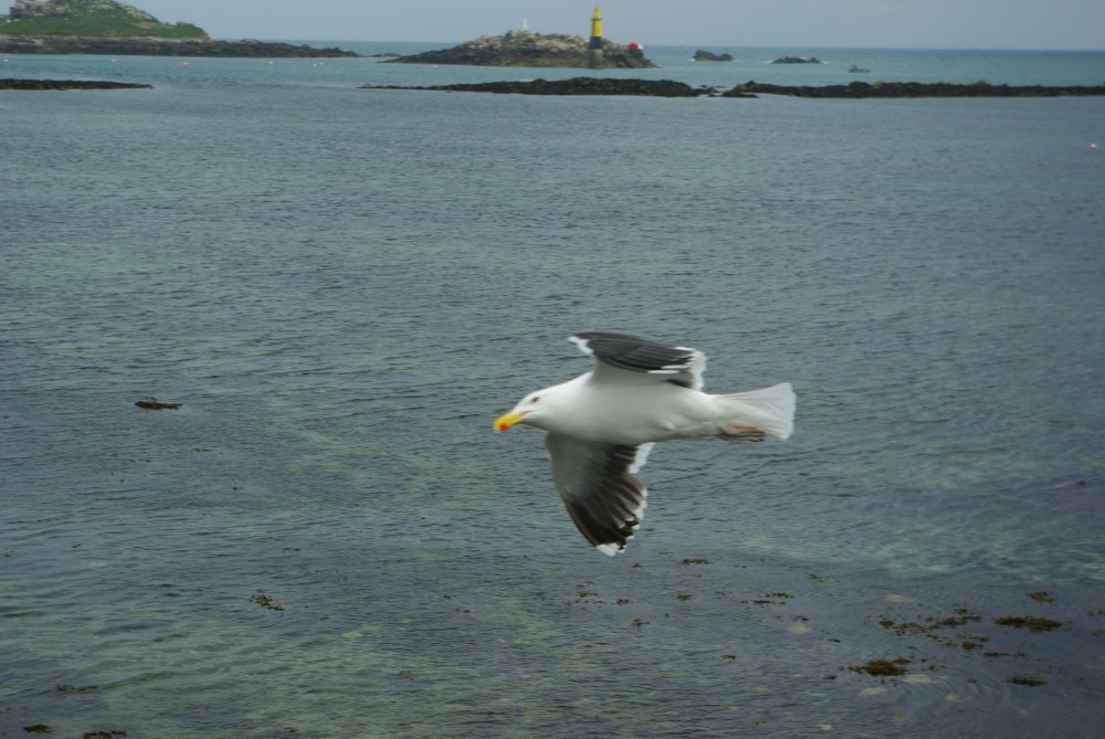 Black-backed gull