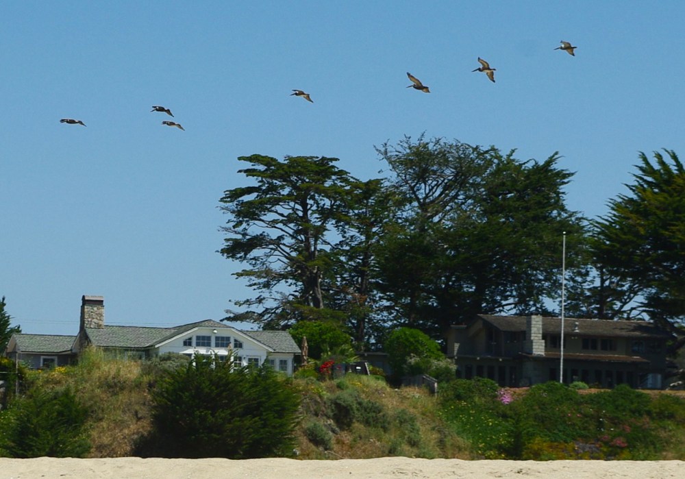Brown pelicans