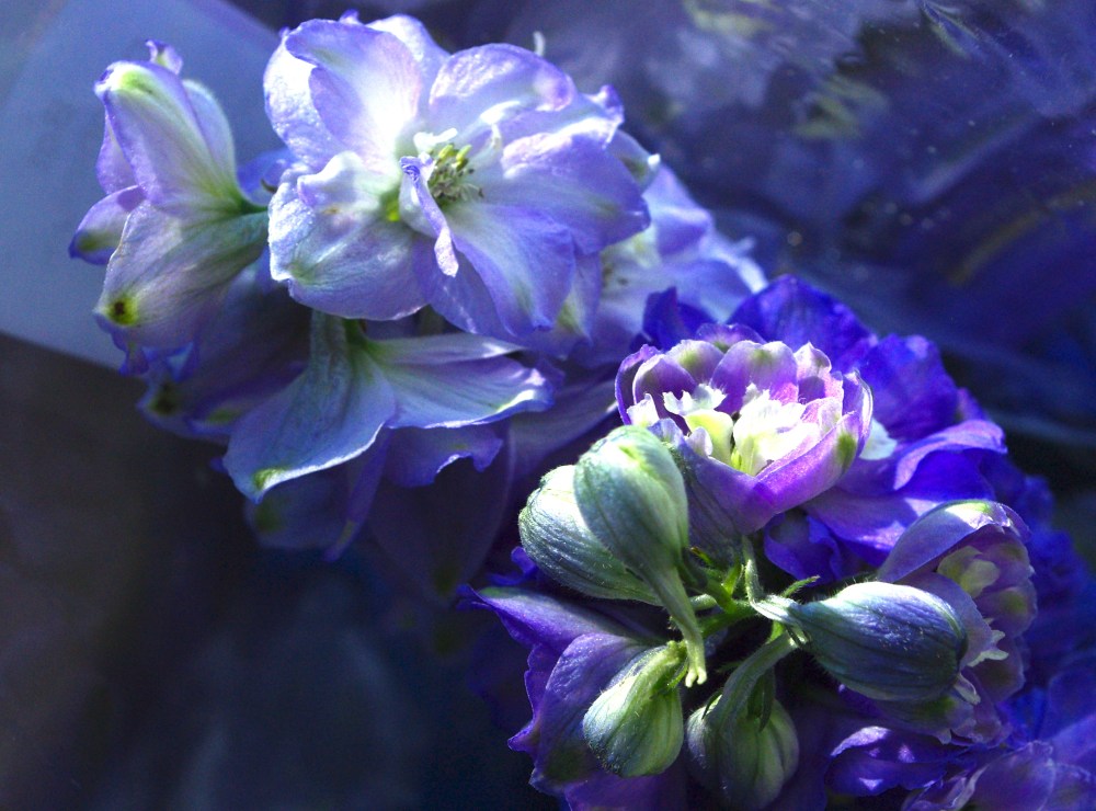 Blue flowers in sunlight
