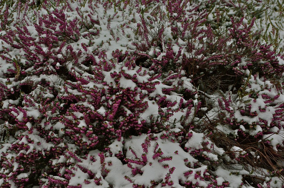Heather in snow