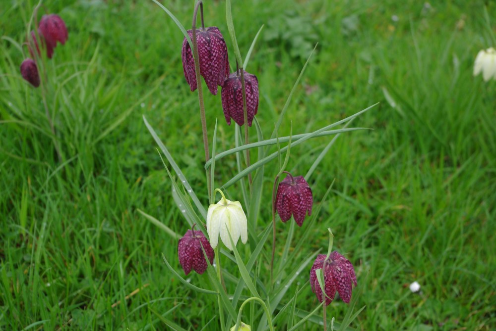 Snakeshead frittilary