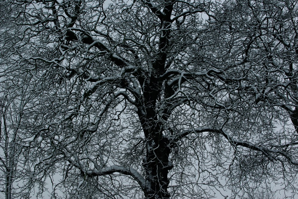 Snow-covered tree