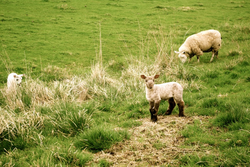 Spring lambs