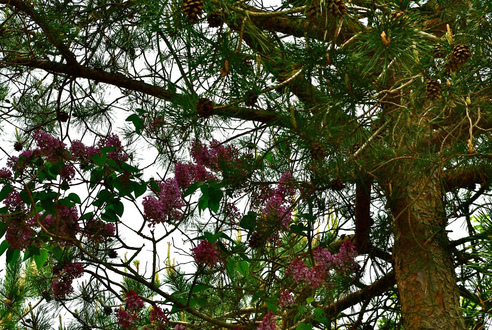 Lilac pine