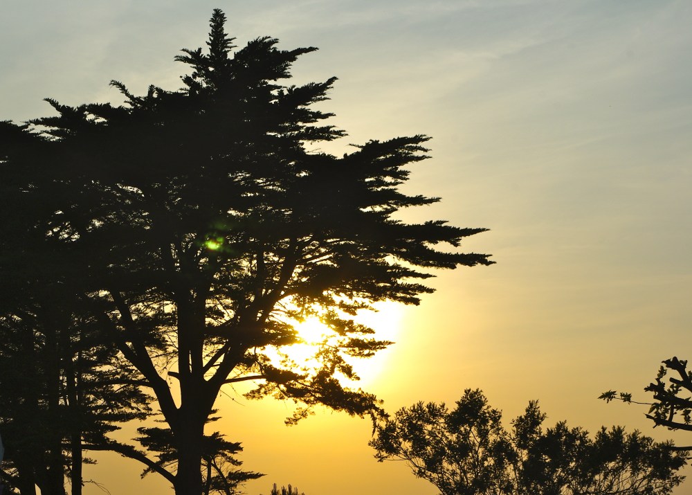 Sunset cedar