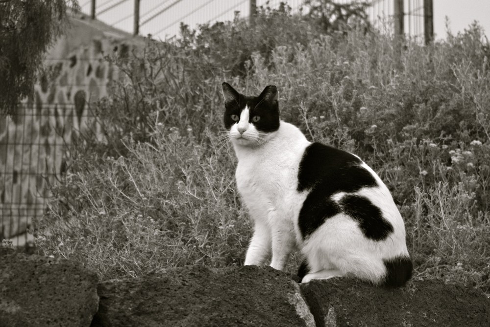 Black and white 