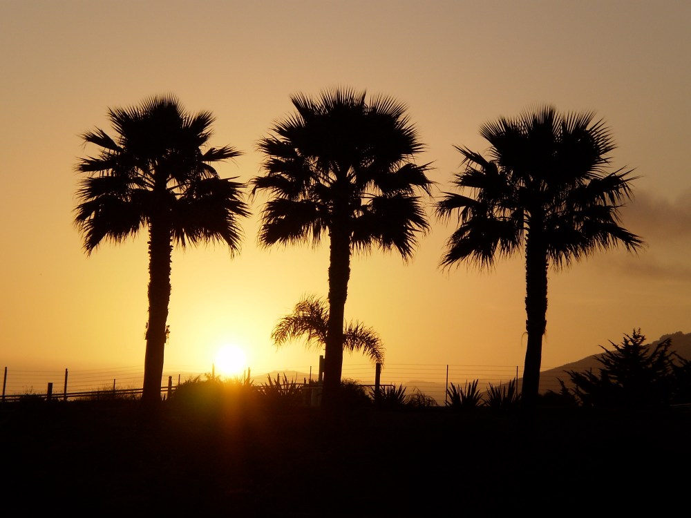 Sunset palms