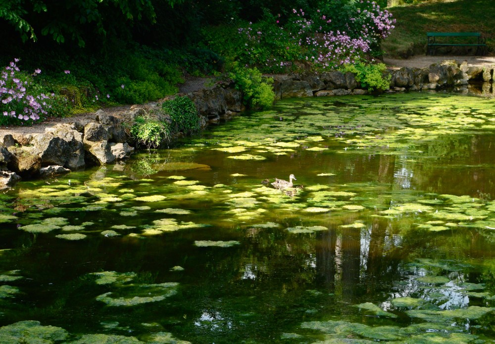Green pond