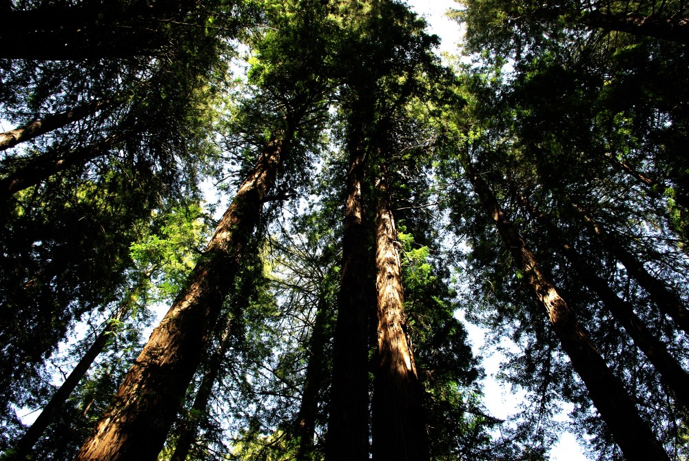 Coastal redwoods