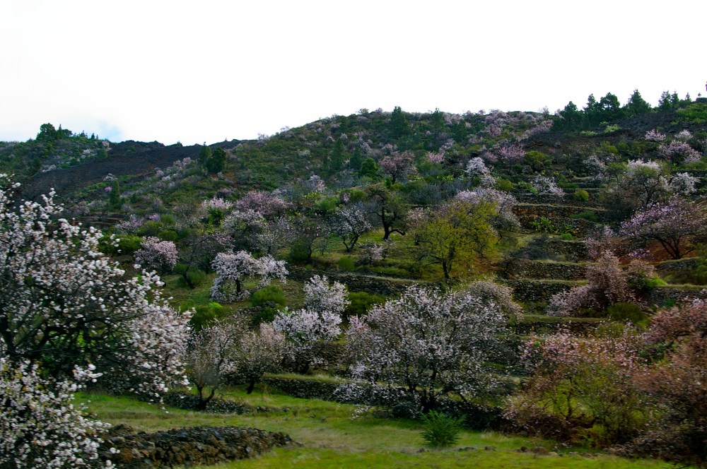 Canarian almond trees