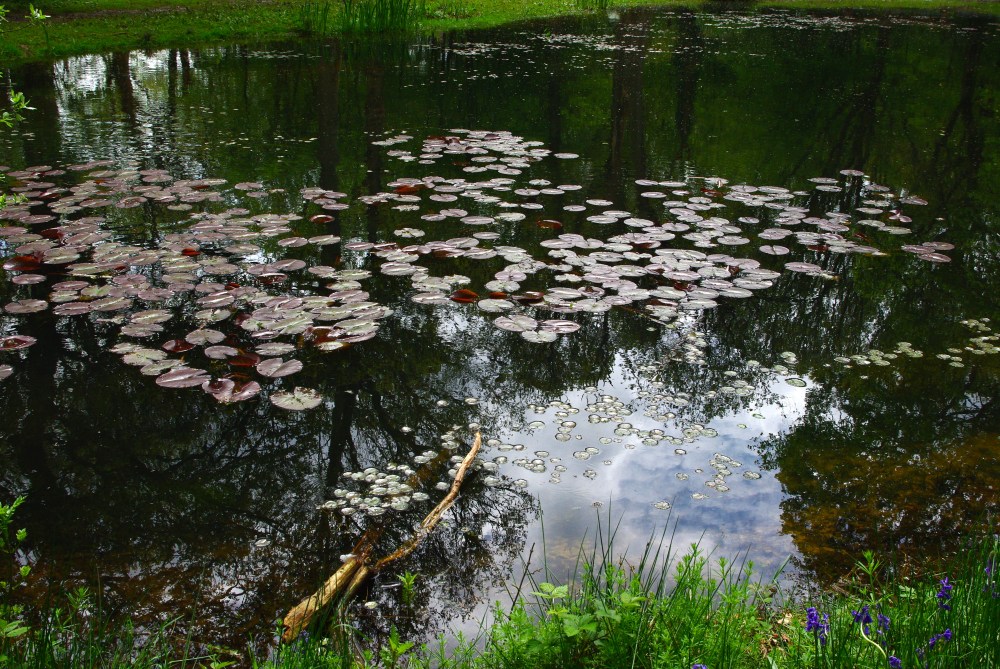 Lily pond