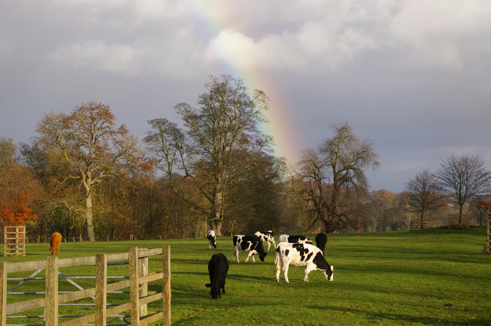 Rainbow cows
