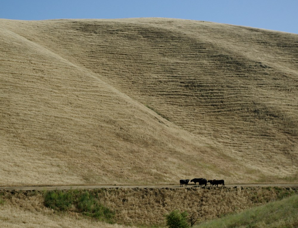 Californian cattle