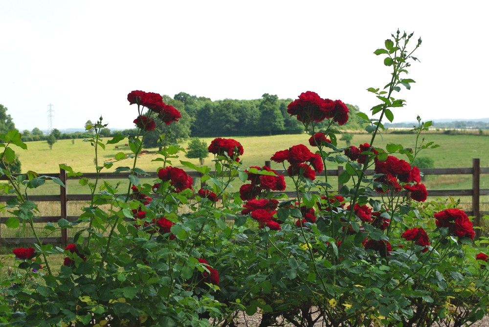 Red roses