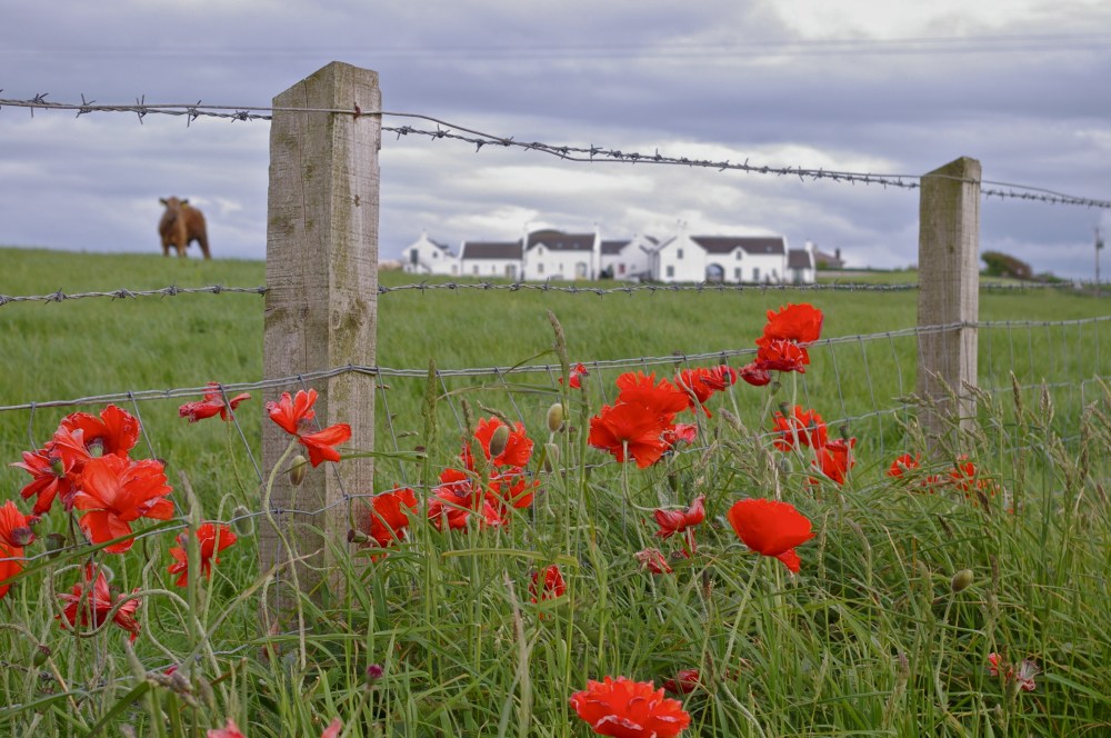 Irish poppies