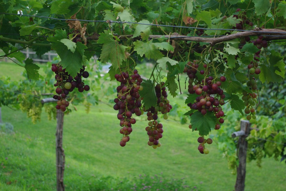 Grapes