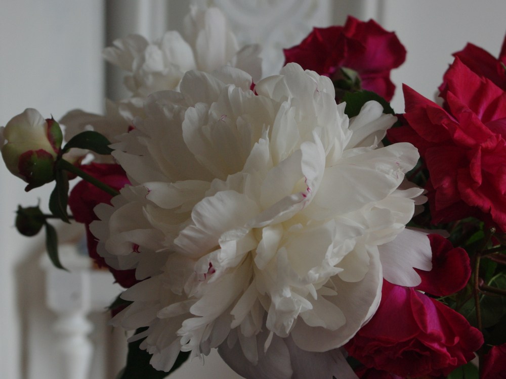 Peony and roses