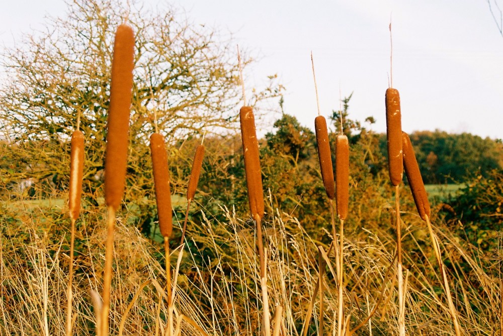 Bullrushes