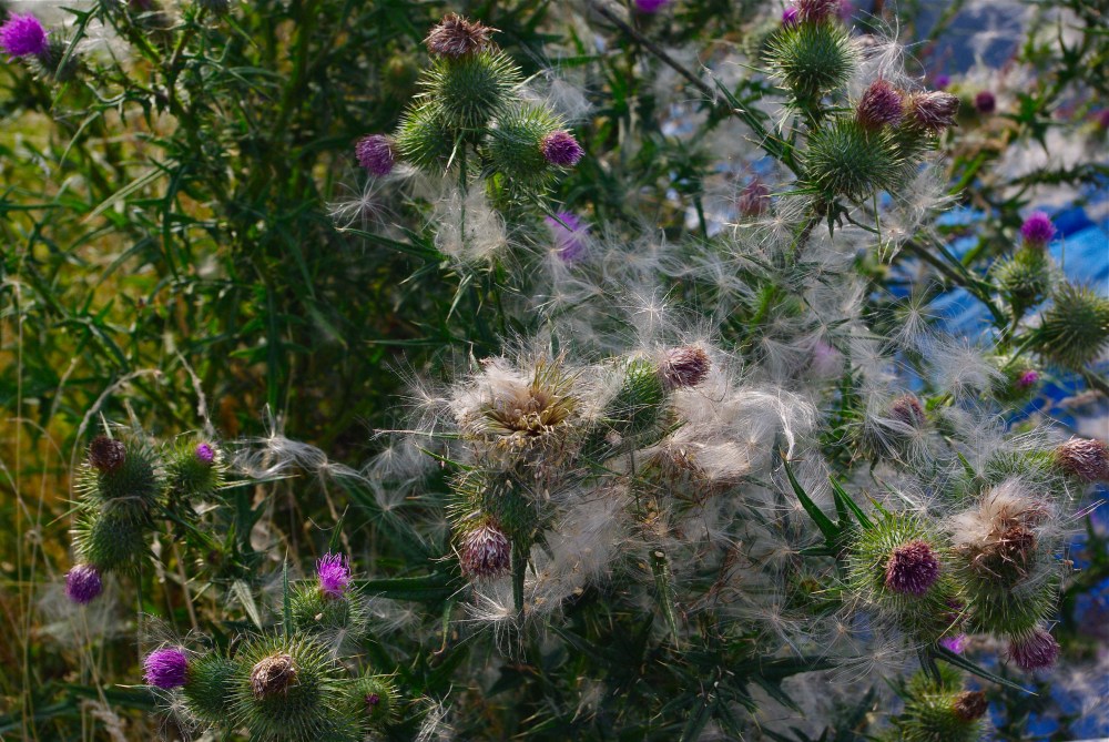 Thistledown