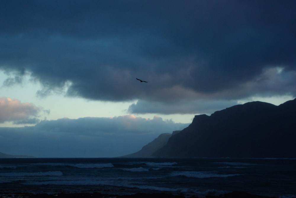 Famara seabird