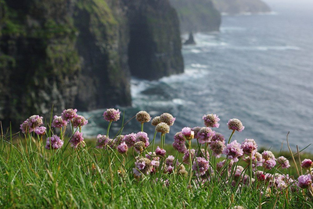 Sea thrift
