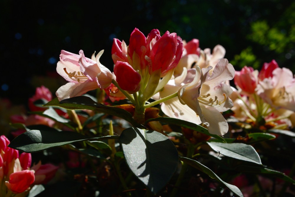 IMGP0128