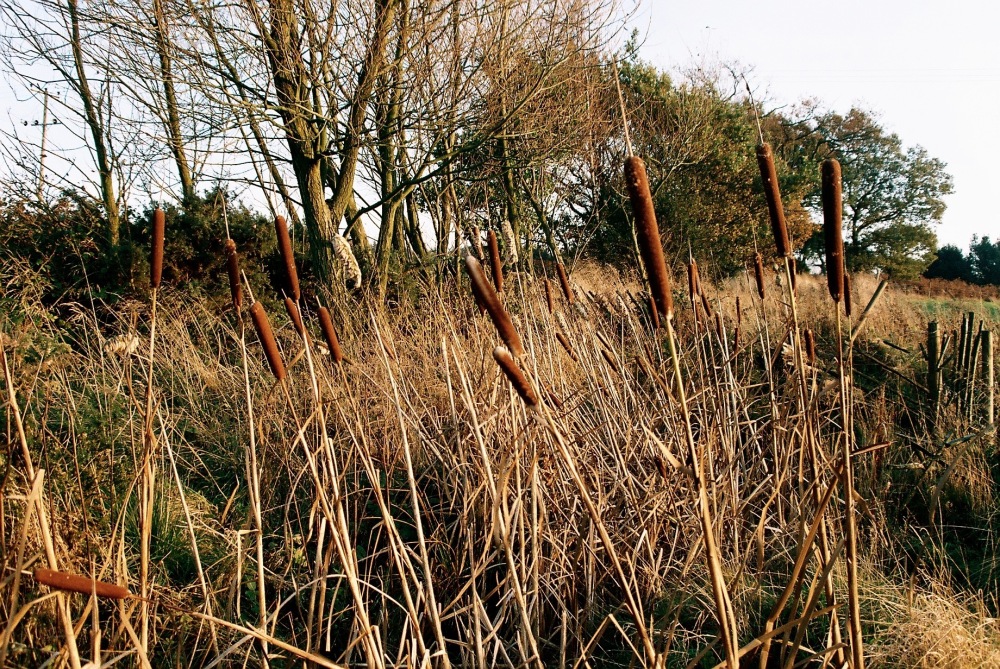 Bullrushes and grass