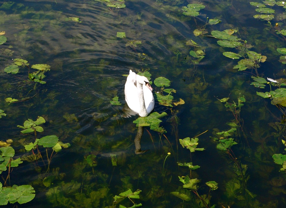 single-swan