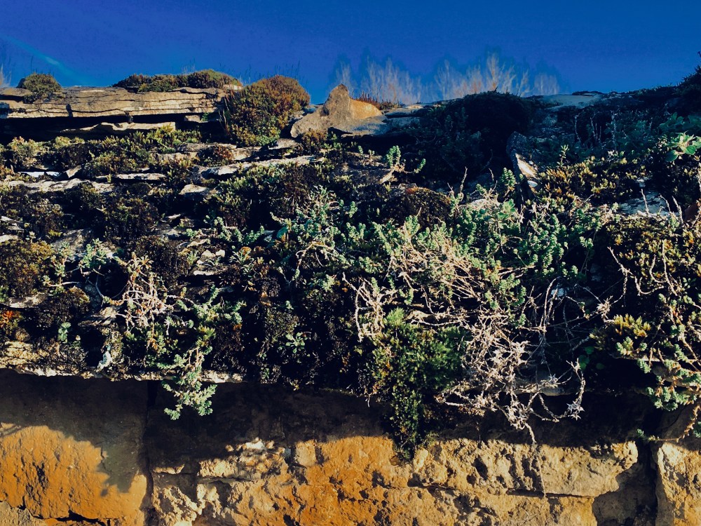 Organic wall