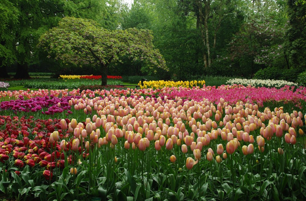Tulips will grow gloriously